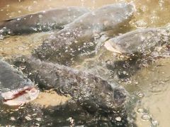 -上名堂·鱼头好吃(体育场路店)