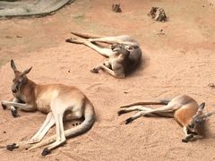 -深圳野生动物园