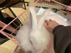 -猫色咖啡·猫咖