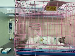 -小伙伴宠物医院•急重症转诊中心·老年专科·犬猫全科(北大街总院)
