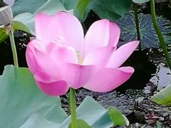 -上海市保健医疗中心(华东疗养院)