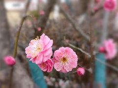-顾村公园