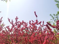 -秀丽东方