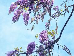 -东山风景区(洞庭东山)