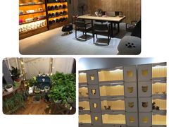 -喵zoo家庭繁育猫舍(尖东智能花园店)