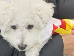 -艾贝尔宠物医院·宠保定点·超声绝育·免疫点(樱花路店)