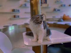-飞行喵MR PILOT|猫舍·猫咖(静安大融城店)