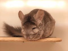 -龙猫仔乐园(惠福东路店)