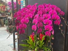 -双季花艺园艺市场(浦东店)