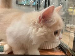 -袖虎·猫馆(体育西路店)