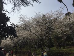 -武汉大学-樱园