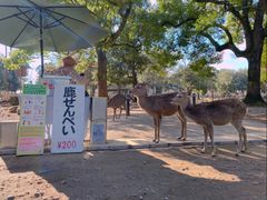 -奈良公园