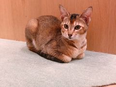 -CAT’S MEWSTAR CAFE·喵星球猫屋(晴湾咖啡店)