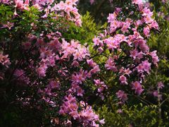 -梧桐山风景名胜区