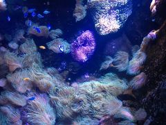 -悉尼海洋生物水族馆
