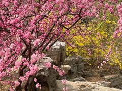 -北京西山国家森林公园