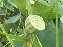 -白渔泡湿地公园