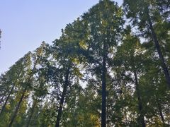 -黄海国家森林公园