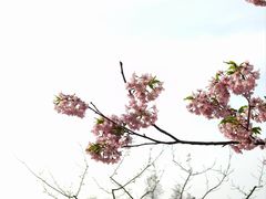 -新江湾城公园