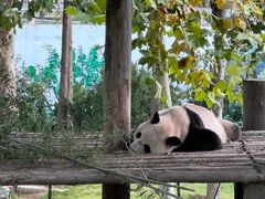 -西霞口神雕山野生动物世界