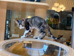 -啵啵喵·猫咖(攀华国际店)