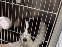 -瑞派康怡24h宠物医院·犬猫医疗中心·微创绝育(瑞景分院)