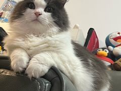 -创凡宠物医院·骨专科  猫科中心(西乡分院)