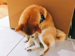 -柴务处·柴犬主题狗咖