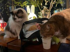 -咖法森林·咖啡  酒吧(天河店)