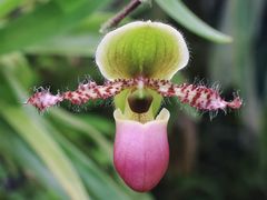 -中国科学院华南植物园