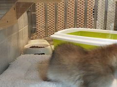 -1013 PET SHOP 宠物商店(近铁城市广场店)