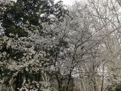 -武汉大学-樱园