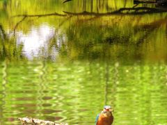 -上海共青森林公园