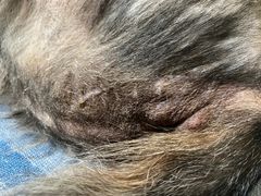 -爱派特动物医院·全科诊疗中心