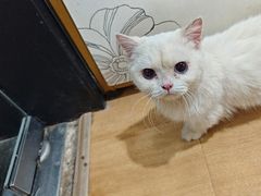 -喵百万·布偶·蓝金金渐层英短·猫舍(百子湾店)