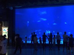 -烟台海昌鲸鲨海洋公园