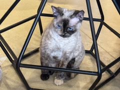 -藏猫猫咖啡主题馆(中央大道店)