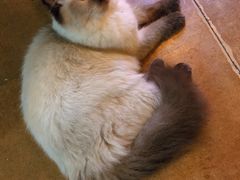 -李小姐の猫咖啡馆(五角场店)