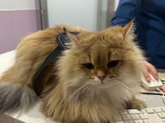 -A猫a狗全科·犬猫异宠·芥西宠物医院(南开总院)