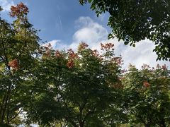 -王借岗森林公园
