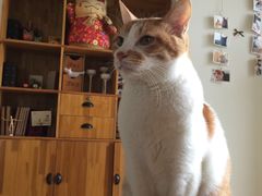 -猫咖时代(中山亭店)