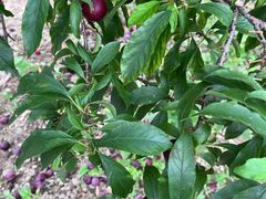 -象头山国家级自然保护区