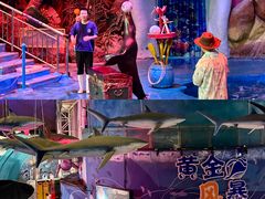 -烟台海昌鲸鲨海洋公园