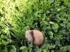 -墨尔本皇家植物园