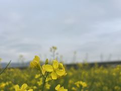 -光明小镇欢乐田园