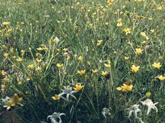 -康定跑马山风景区
