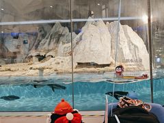 -帝企鹅自助餐厅•儿童岛•真企鹅(长隆企鹅酒店)