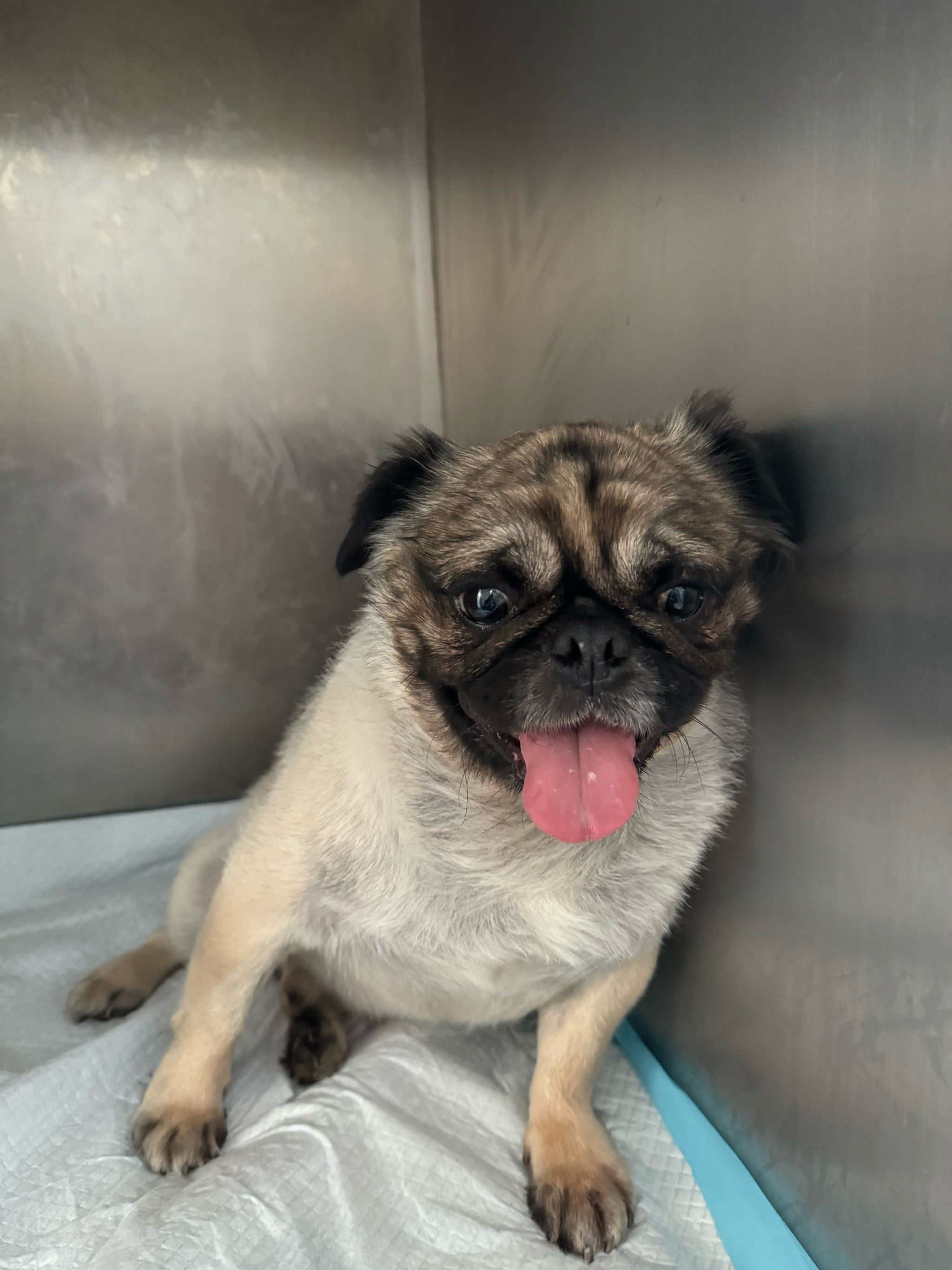 八哥犬它的被毛短而光滑,但如果出现"长毛