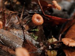 -云南屏边大围山国家公园