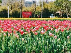 -大宁郁金香公园-停车场